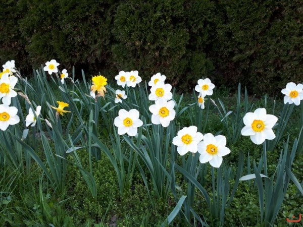 kwiaty_dla_hospicjum_5